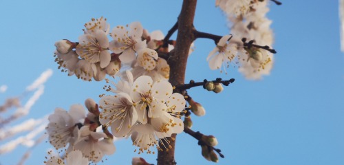 【山青水秀】户外23年4月8日吐尔根萨依峡谷赏杏花一日行