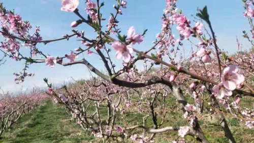 【山青水秀】户外23年4月15日桃花园赏桃花一日行