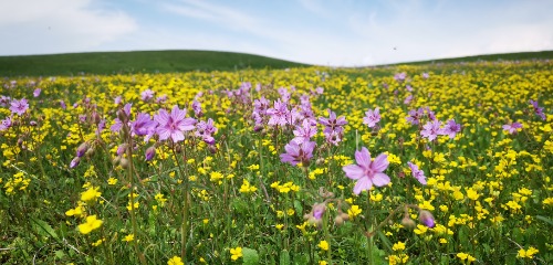 班禅沟“欣赏”高山草原花海，“班禅雕像”了解历史文化